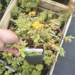 Rozchodník kamčatský, panašovaný (Sedum kamtschaticum) ‘VARIEGATUM’ -  kont. P9